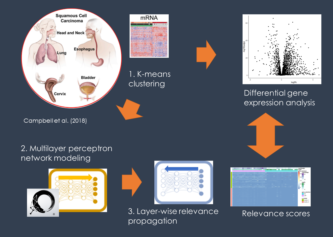 Novel Cancer Target Discovery by Explainable AI